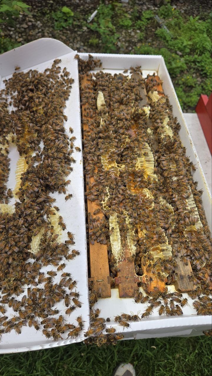 Frames of locally raised honeybees from Been's Bees