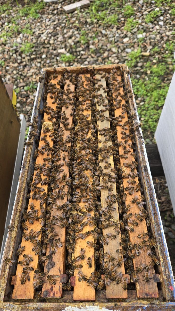 Locally adapted honeybee nuc colony ready for sale
