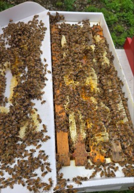 Local honeybee nucleus colony with this year's queen