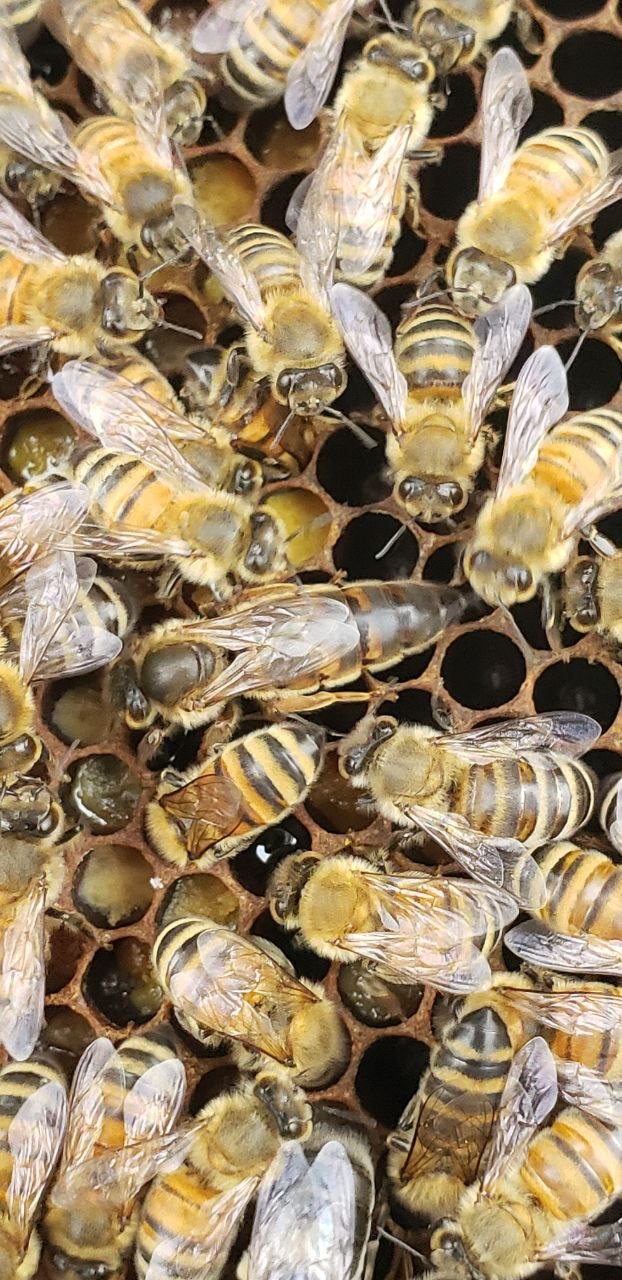 Marked honeybee queen raised in Hummelstown PA