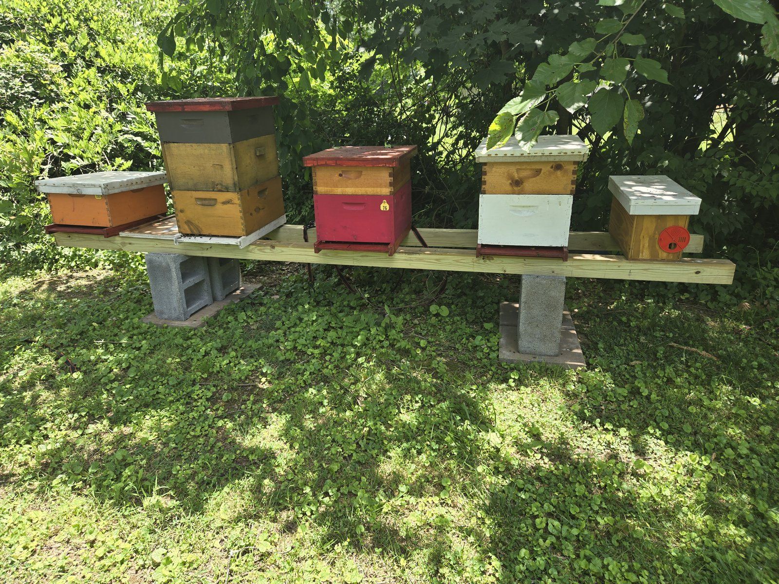 Been's Bees apiary in Hummelstown PA — multiple colorful hives