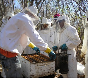 Beekeeping Mentorship