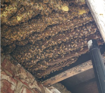 Honeybee Removal