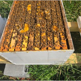 Been's Bees beekeeping lesson at a backyard hive