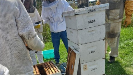 Beekeeping Lessons