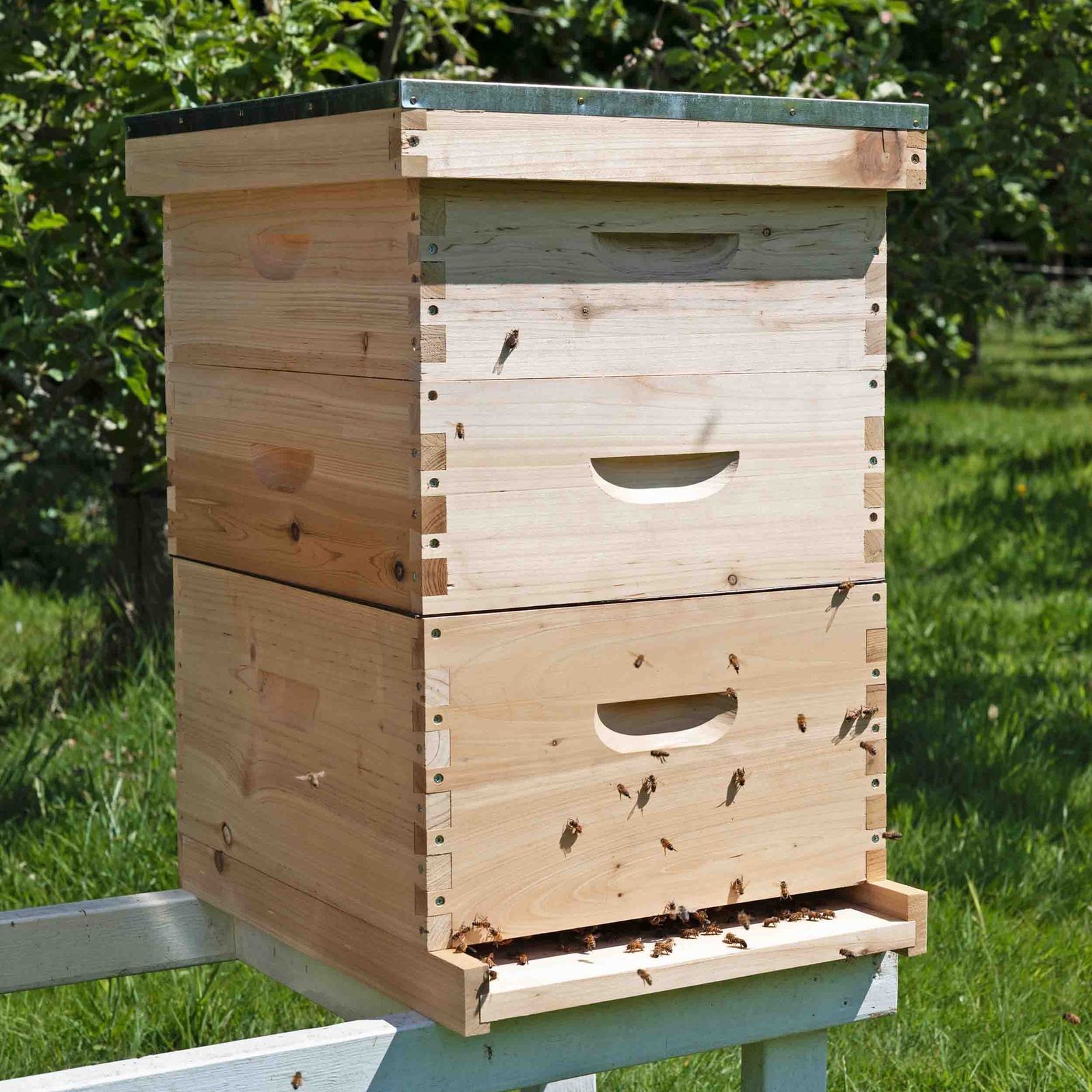 Honeybee hives placed in a Pennsylvania orchard for pollination