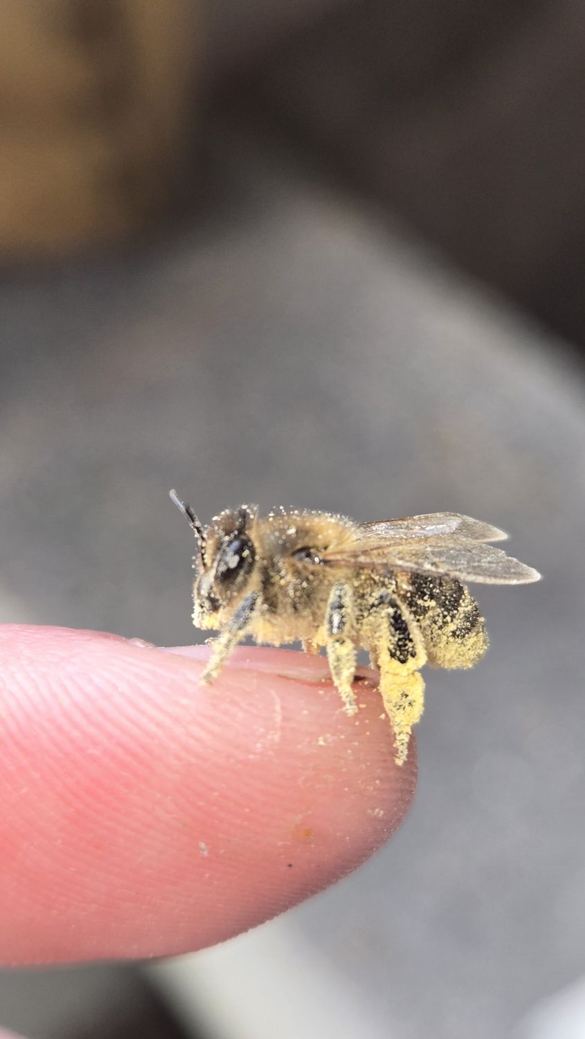 Been's Bees honeybee covered in pollen — proof of effective orchard pollination