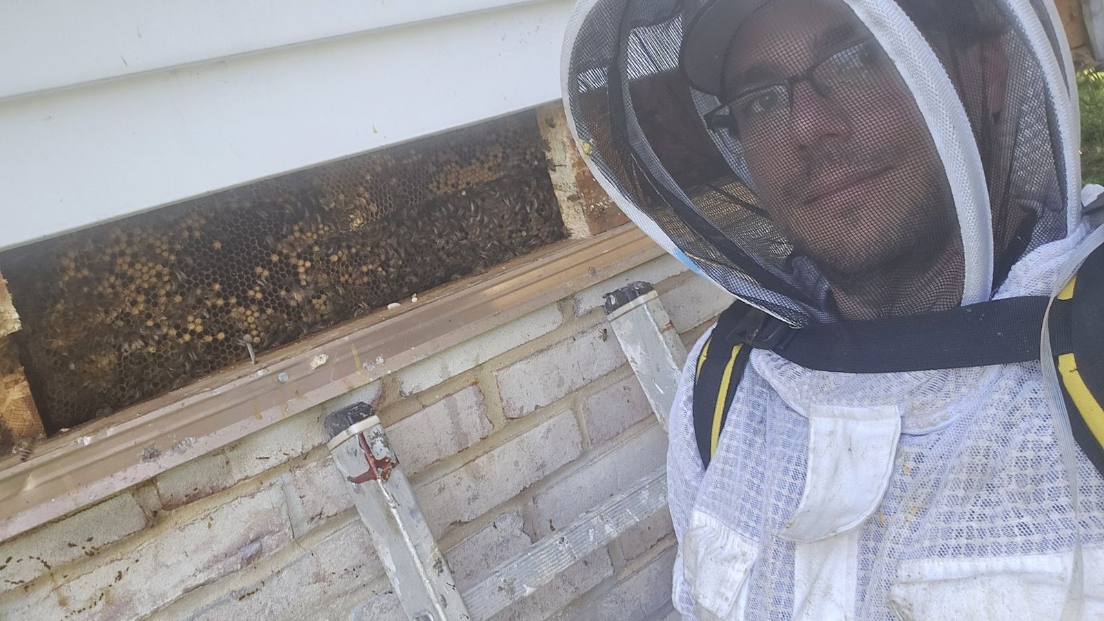 Bees removed from a wall in Central PA