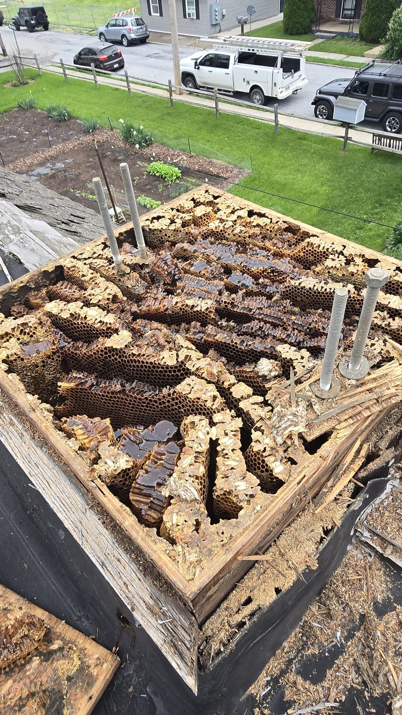 Honeybee colony exposed during a structural removal
