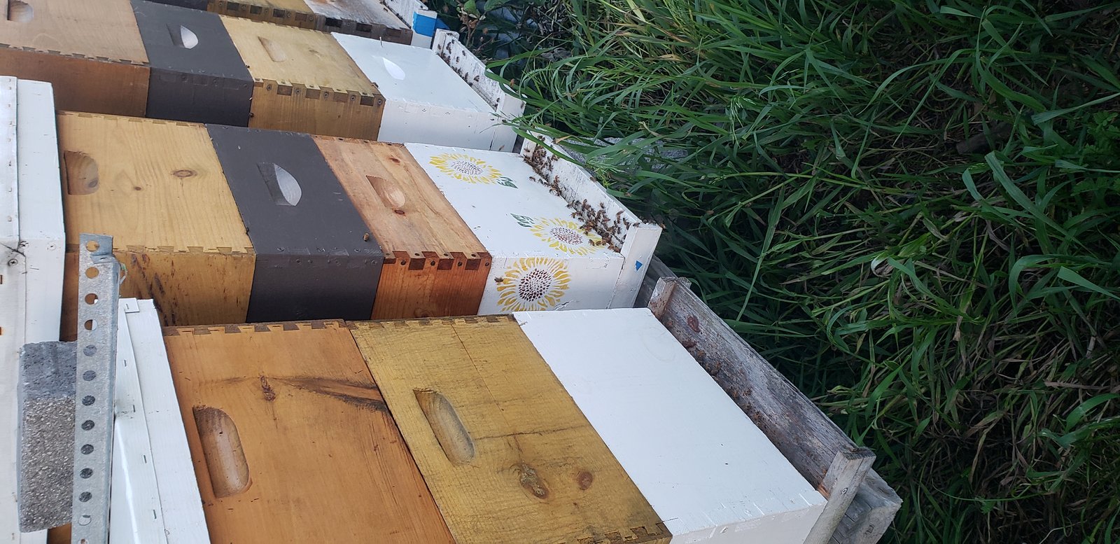 Been's Bees apiary in Hummelstown PA — where collected colonies are relocated