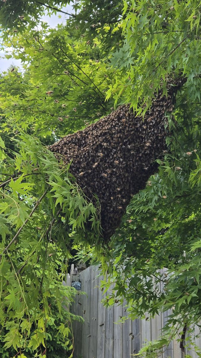 Honeybee swarm clustered on a fence in Central PA