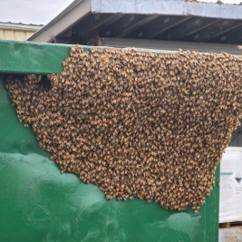 Honeybee swarm cluster being collected by Been's Bees in Mechanicsburg