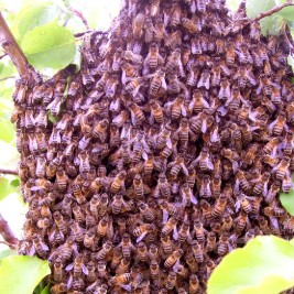 Wild honeybee swarm in a tree in the Hershey PA area