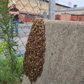Honeybee swarm captured in the Harrisburg PA area
